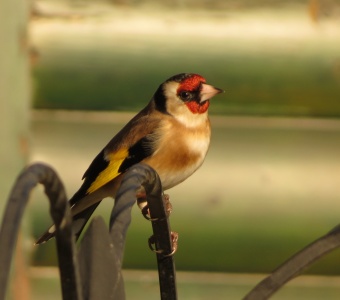 goldfinch (Carduelis carduelis) Kenneth Noble